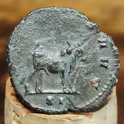 Gallienus Zoo series Roman coin, Oxen reverse, 3rd century ancient Antoninianus - VPUKcoins
