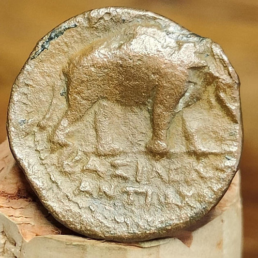 Macedonia, Shield and Elephant, Ancient Greek coin, 202-187 B.C